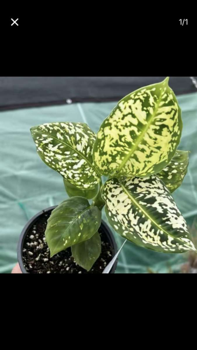 Beautiful House Plants and Succulent - Thumbnail 2