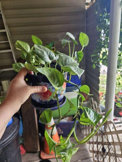 philodendron plants