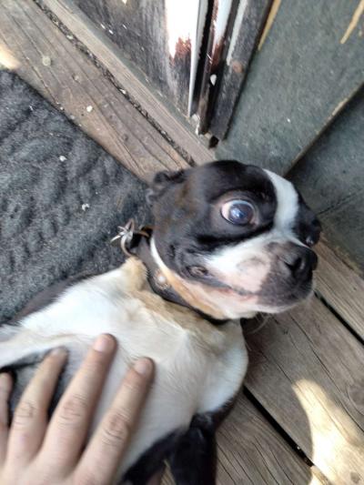 Boston terrier doggies - Thumbnail 3