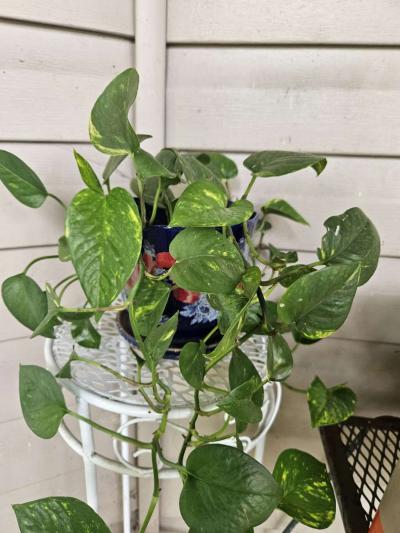 philodendron plants - Thumbnail 3