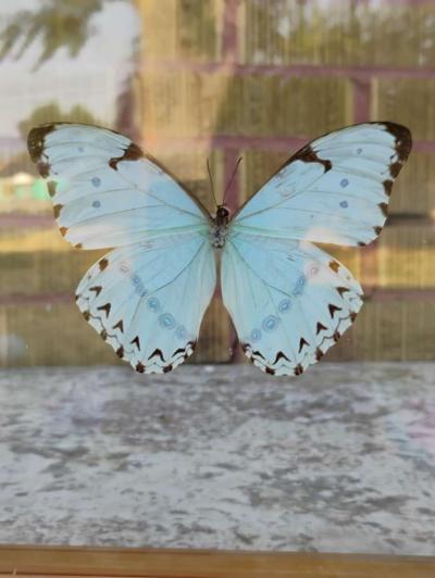 Real Butterfly - Thumbnail 6