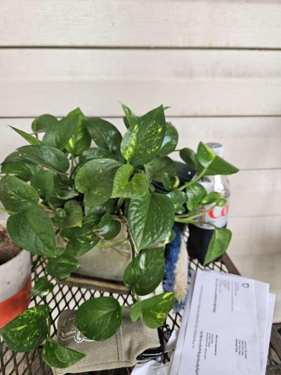 philodendron plants - Thumbnail 2