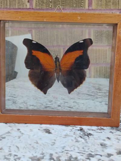 Real Butterfly - Thumbnail 4