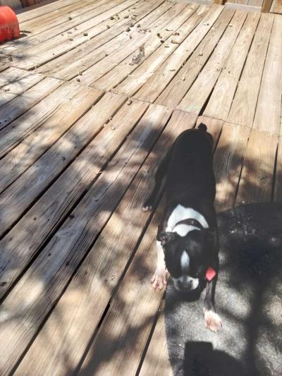 Boston terrier doggies - Thumbnail 4