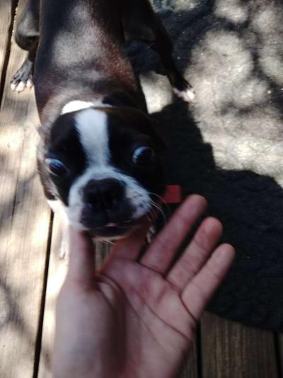 Boston terrier doggies - Thumbnail 2