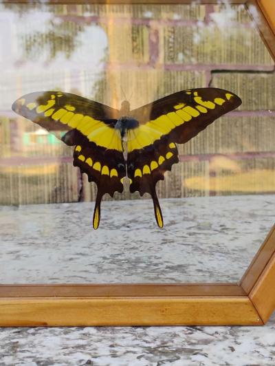 Real Butterfly - Thumbnail 5