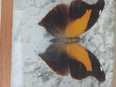 Real Butterfly - Thumbnail 3