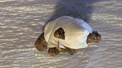 Resin Teddy Bear in a Ghost Costume with a Pumpkin - Thumbnail 5