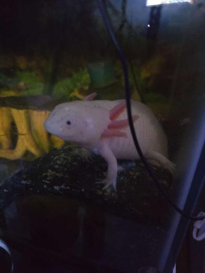 African cichlids convicts and blue polar parrots Tank care - Thumbnail 5