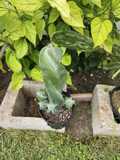 Gray Ghost Organ Pipe - Thumbnail 2