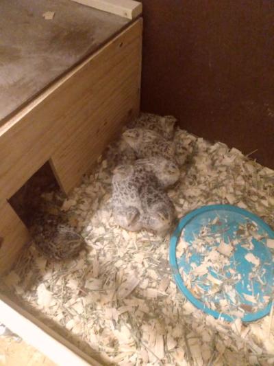 quail and quail products