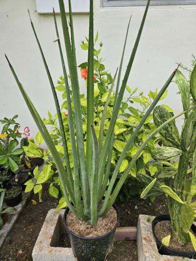 false Agave - Thumbnail 3