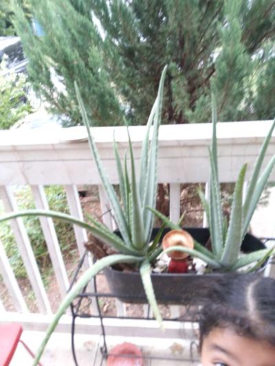 savilas   ruda romero DIFERENTE PRECIO - Thumbnail 4