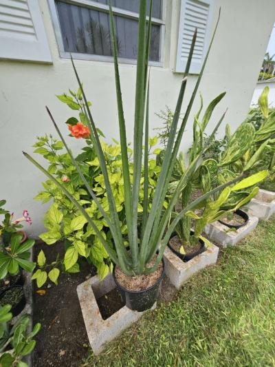 false Agave - Thumbnail 2