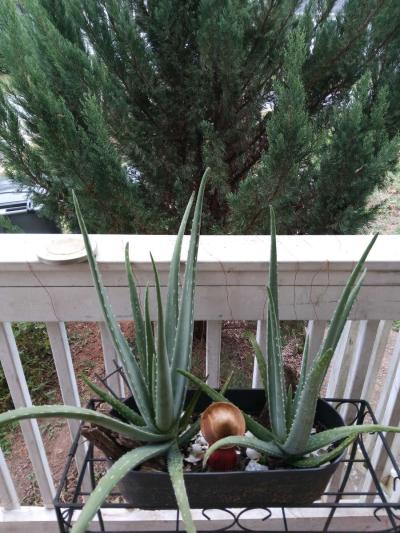 savilas   ruda romero DIFERENTE PRECIO - Thumbnail 5