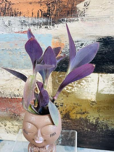 Purple Heart Tradescantia - Thumbnail 4