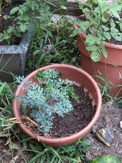 savilas   ruda romero DIFERENTE PRECIO - Thumbnail 3