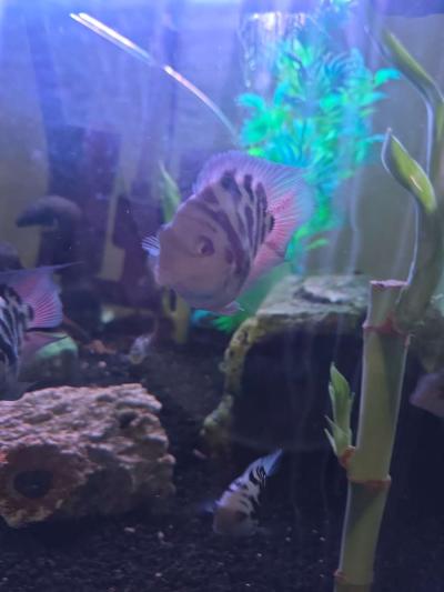 African cichlids convicts and blue polar parrots Tank care - Thumbnail 4