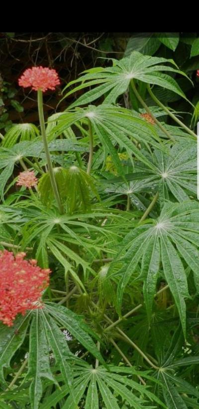 Coral Plants  Jatropa Mutifida - Thumbnail 2