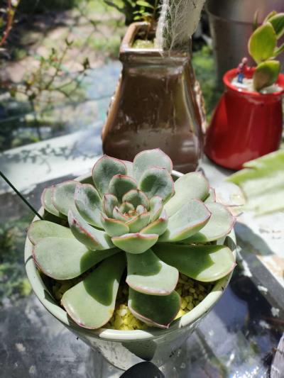 plantas naturales natural plants - Thumbnail 3