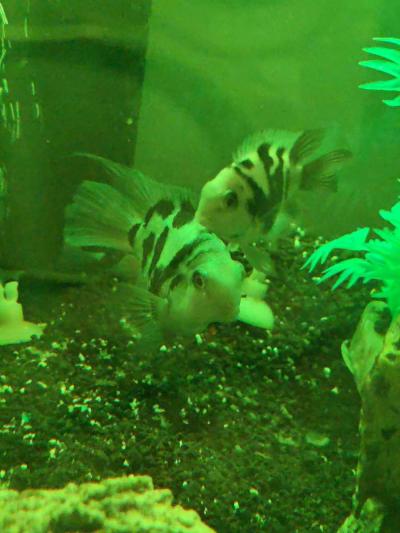 African cichlids convicts and blue polar parrots Tank care - Thumbnail 3