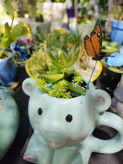 plantas naturales natural plants - Thumbnail 2