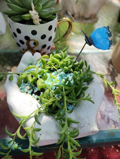 plantas naturales natural plants - Thumbnail 6