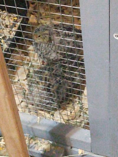 quail and quail products - Thumbnail 2