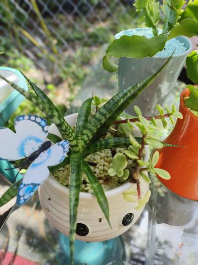 plantas naturales natural plants - Thumbnail 4