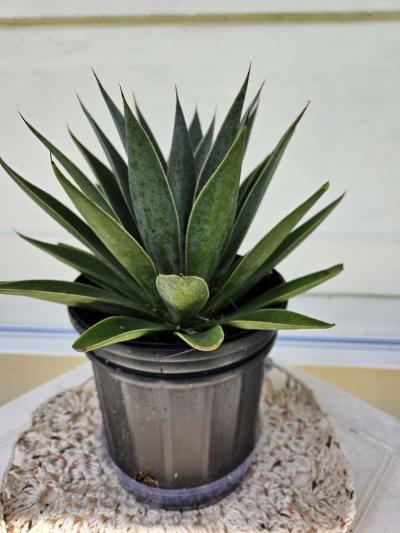 mangave lavender lady - Thumbnail 3