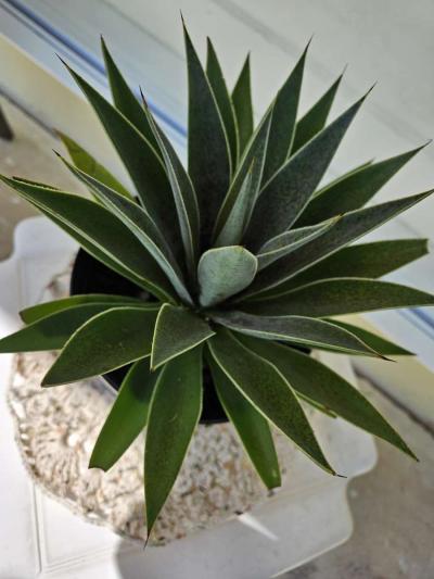 mangave lavender lady - Thumbnail 2