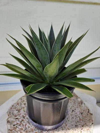 mangave lavender lady - Thumbnail 4