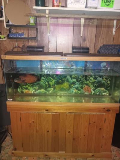 75 gallon fish tank with stand and fish - Thumbnail 3