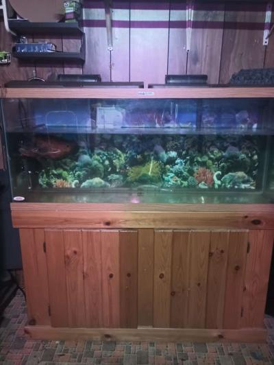 75 gallon fish tank with stand and fish - Thumbnail 5