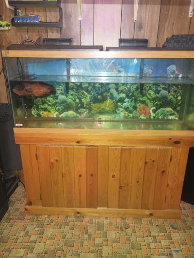 75 gallon fish tank with stand and fish - Thumbnail 2