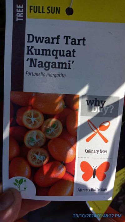 Nagami kumquat trees - Thumbnail 2