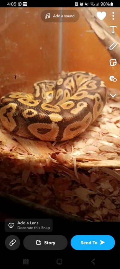 Aquarium and ball python - Thumbnail 2