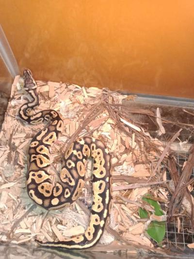 Aquarium and ball python