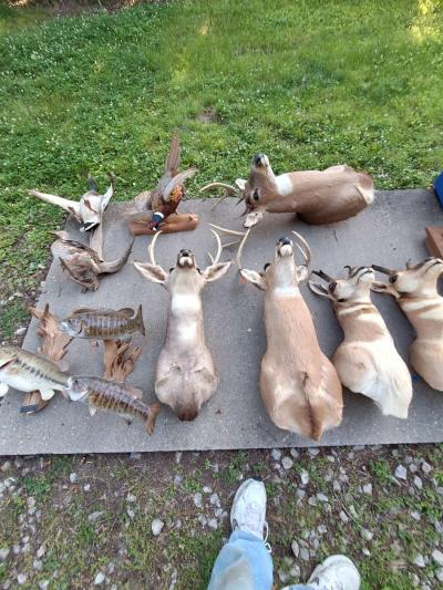 Deer mounts and others - Thumbnail 2