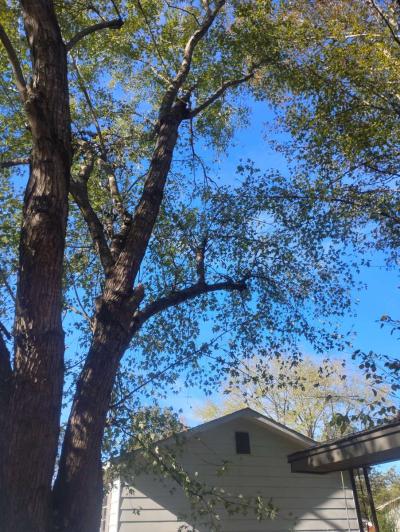 tree service  construction fire wood etc - Thumbnail 3