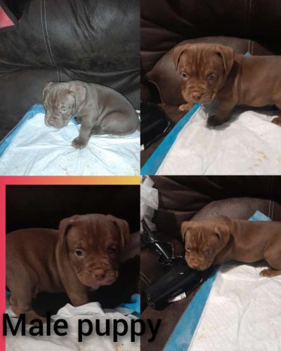American Bully - Thumbnail 4