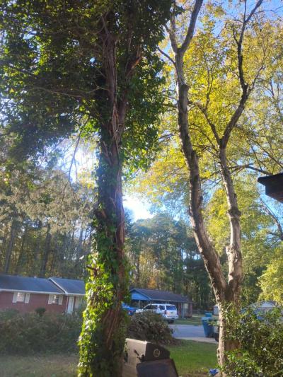 tree service  construction fire wood etc - Thumbnail 2