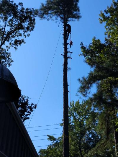 tree service  construction fire wood etc - Thumbnail 4