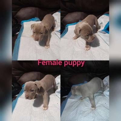American Bully - Thumbnail 3