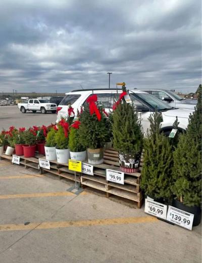 all live and artificial Christmas tree - Thumbnail 4