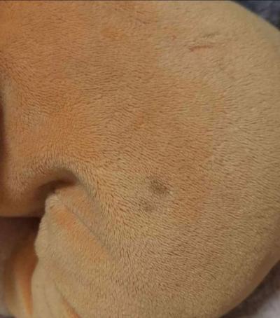 Disney Lady And The Tramp Plushes - Thumbnail 5