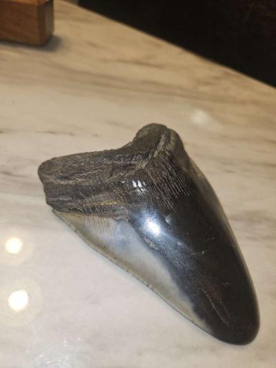 shark tooth fossil - Thumbnail 5
