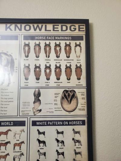 Horse Knowledge  Framed Poster 37L x 25W x 1D - Thumbnail 3
