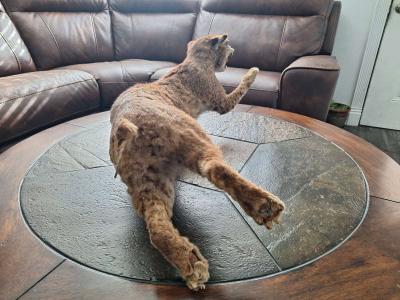 Bobcat Taxidermy - Thumbnail 5