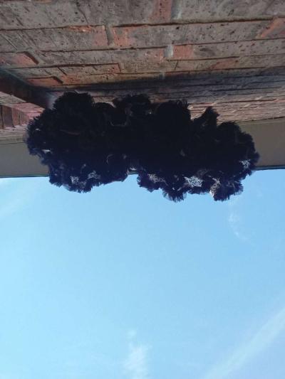 2 to 3yrs Leopard Print TuTu Pettiskirt NWOT - Thumbnail 4